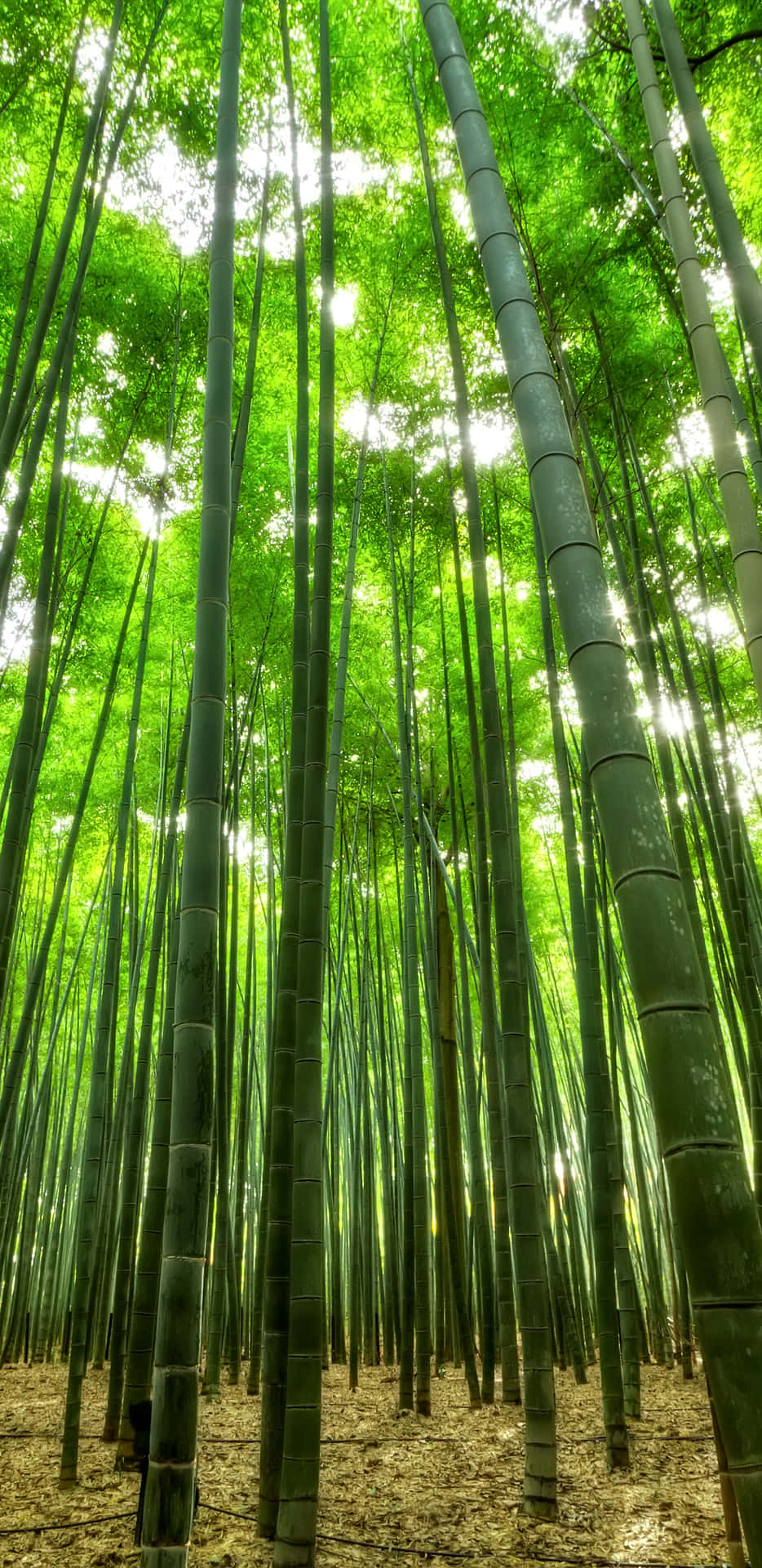 Bamboo Forest In Kyoto, Japan Background