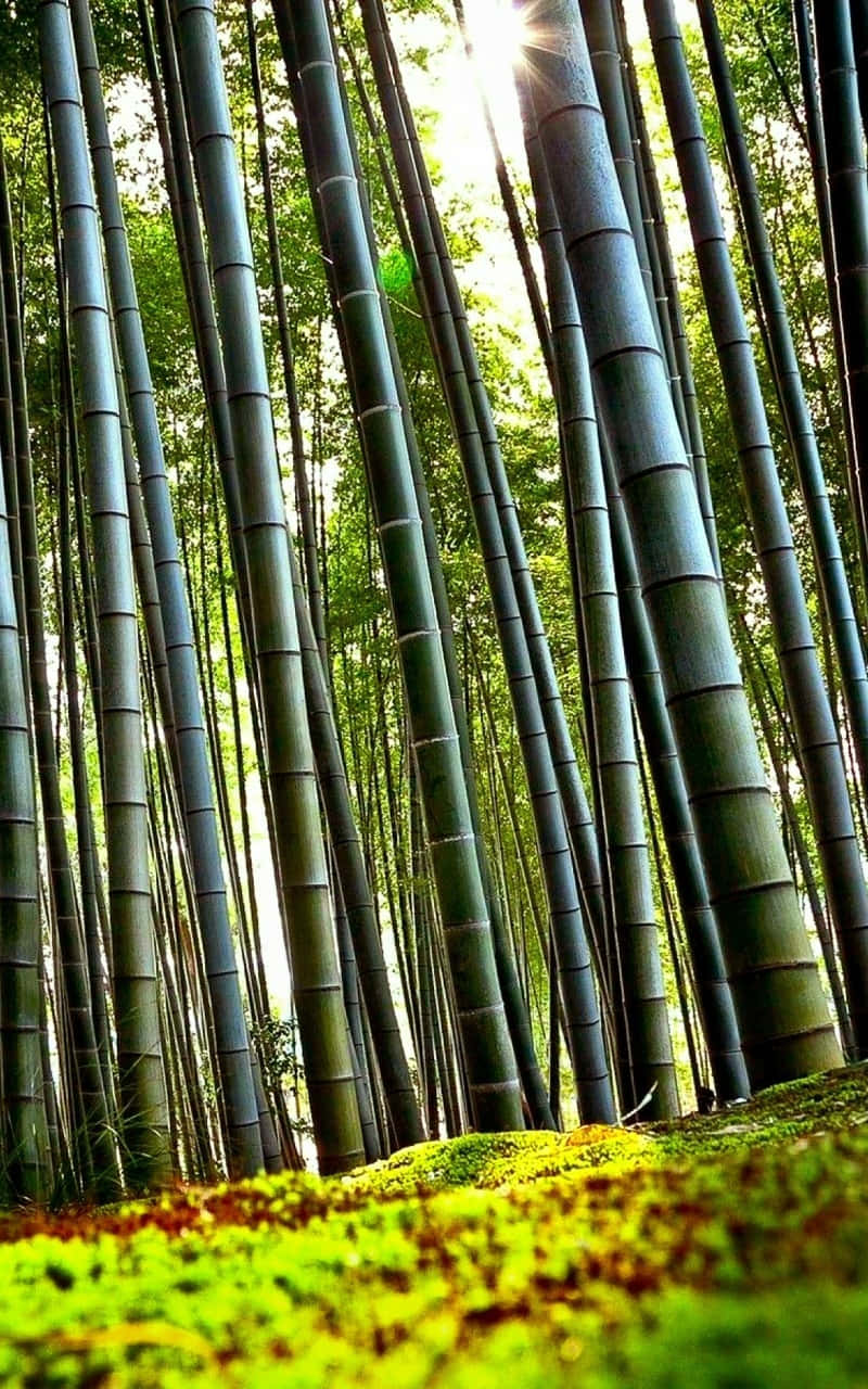 Bamboo Forest In Kyoto, Japan Background