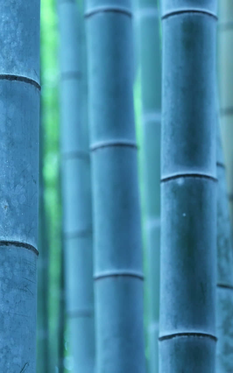Bamboo Forest In Kyoto, Japan Background
