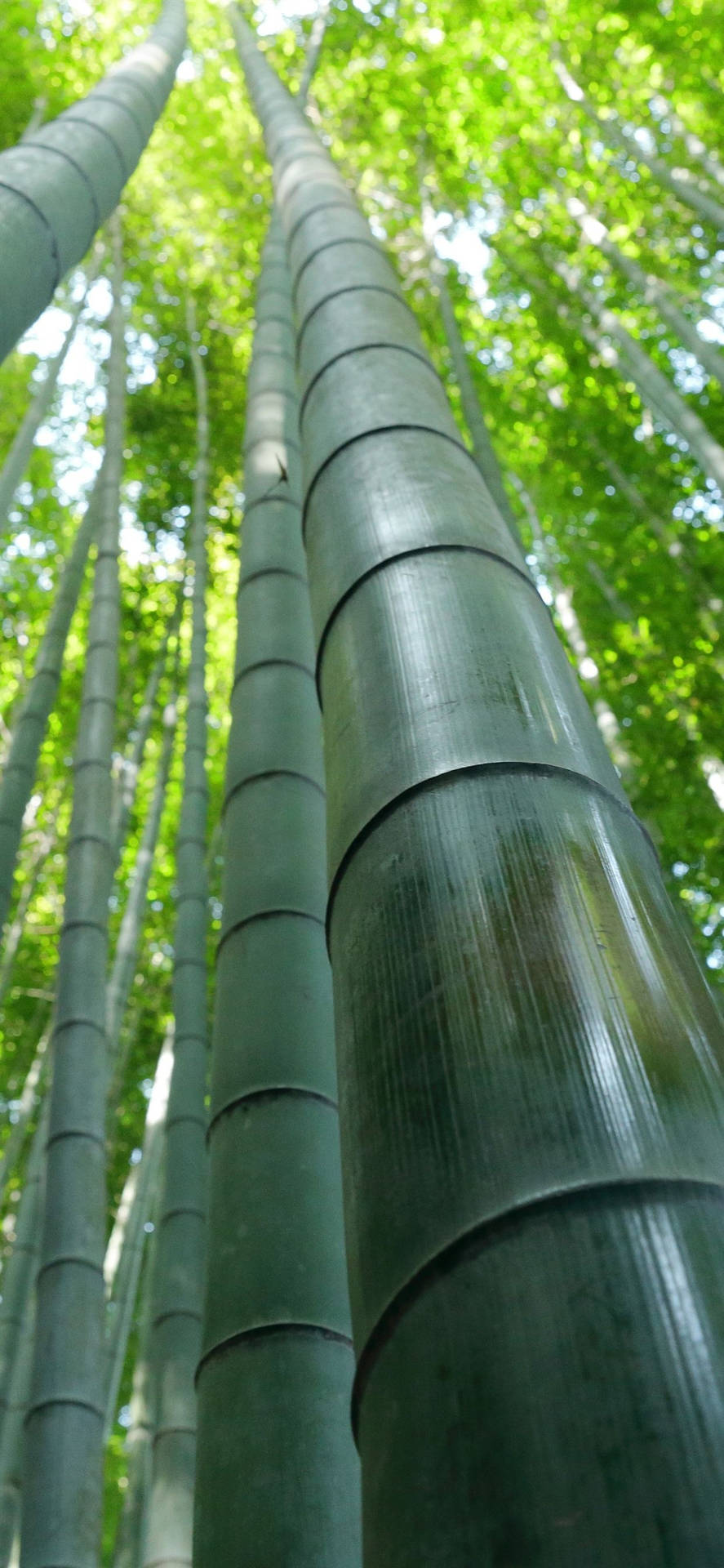 Bamboo Forest Iphone Pole Close Up