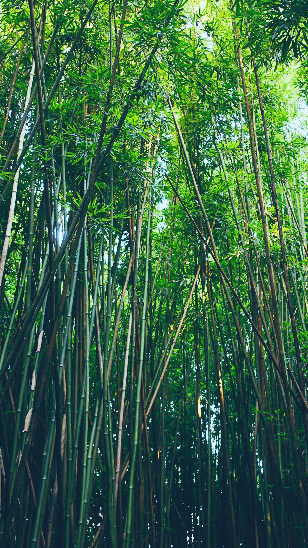 Bamboo Forest Iphone Slim Poles Background