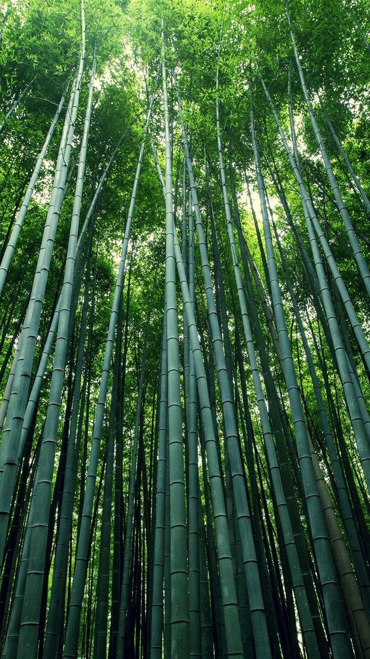 Bamboo Forest Iphone Tall Tree Poles Background