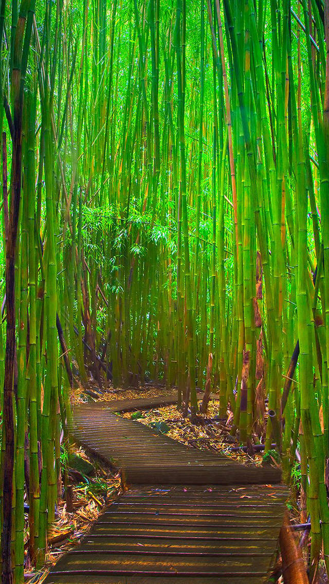 Bamboo Forest Iphone With Simple Pathway Background