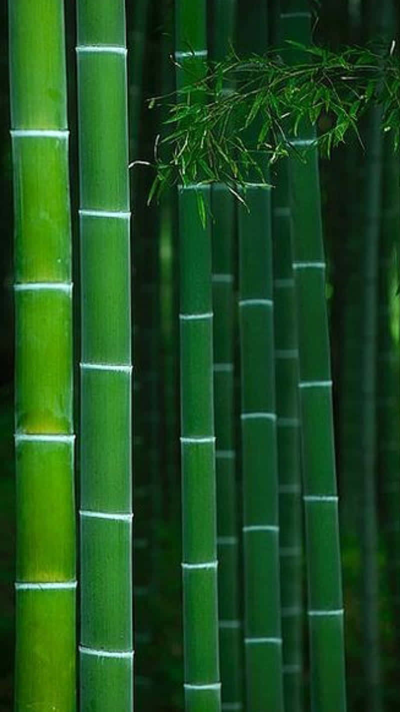 Bamboo Forest, Kyoto, Japan Background