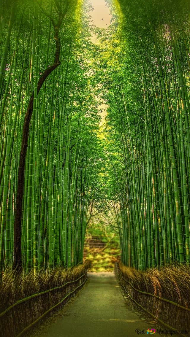 Bamboo Forest - Kyoto - Kyoto - Kyoto - Kyoto - Kyoto Background