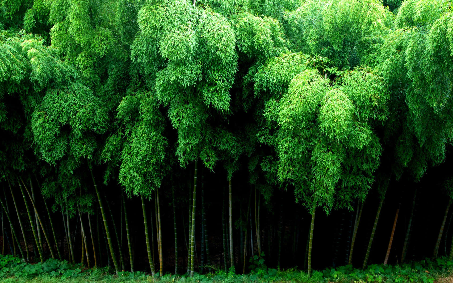 Bamboo Forest Leafy Trees Background