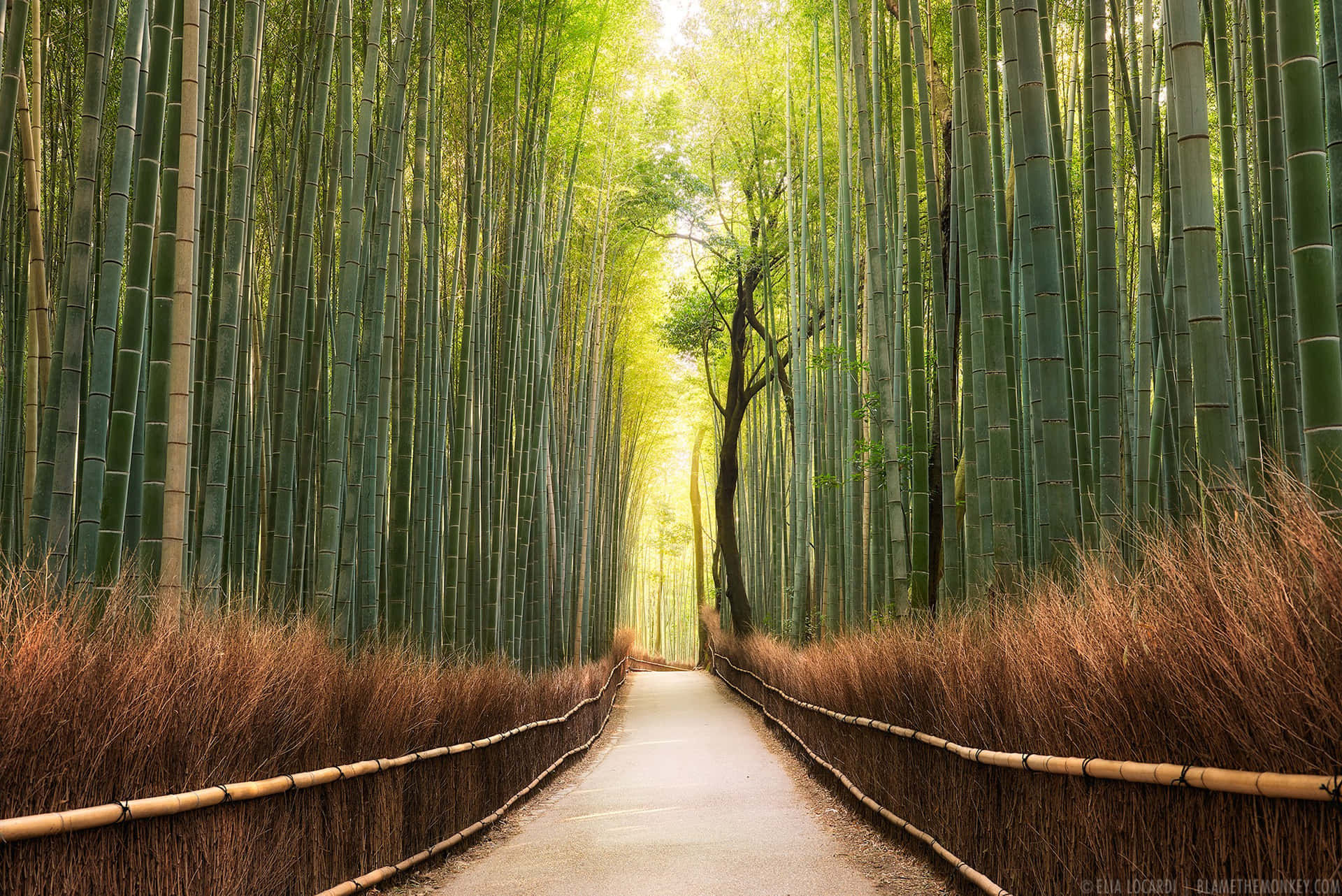 Bamboo Forest Path With Dried Grass Background