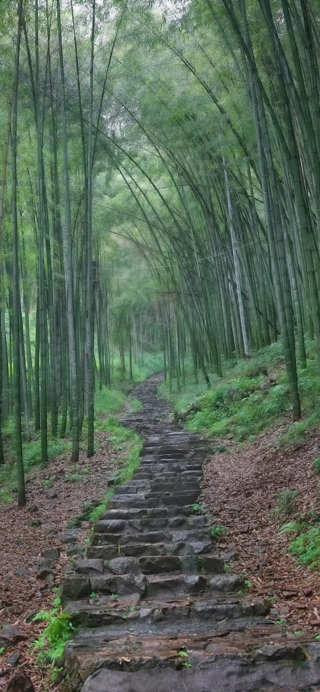 Bamboo Forest Path Wood Print Background