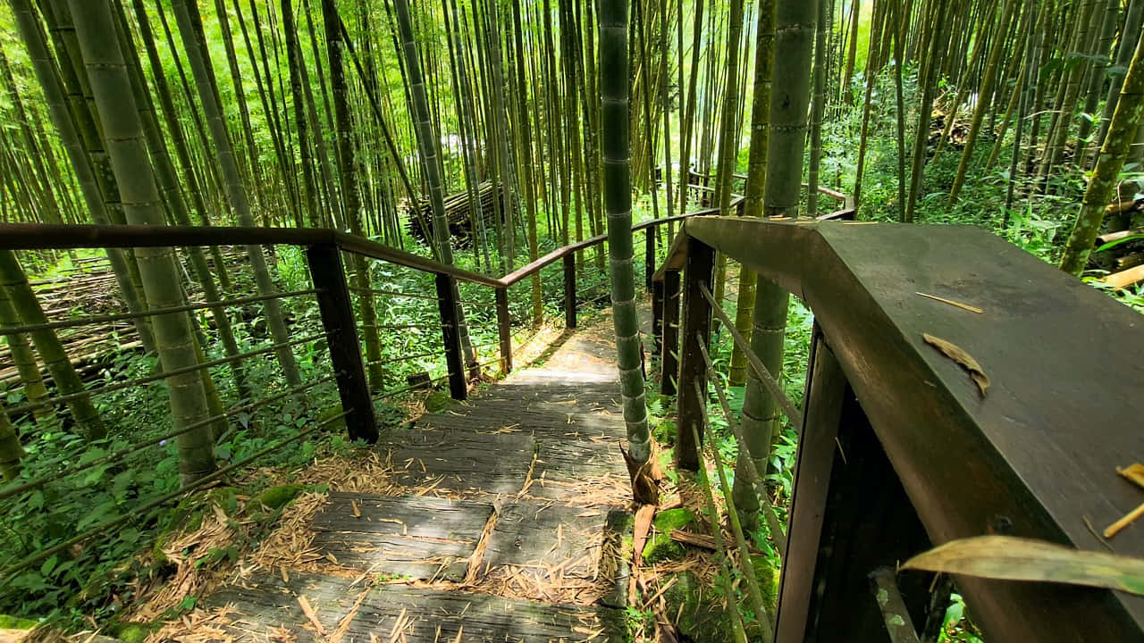 Bamboo Forest Pathway H D Background