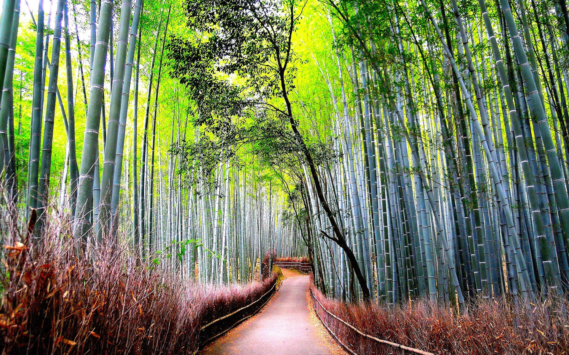 Bamboo Forest Road Background