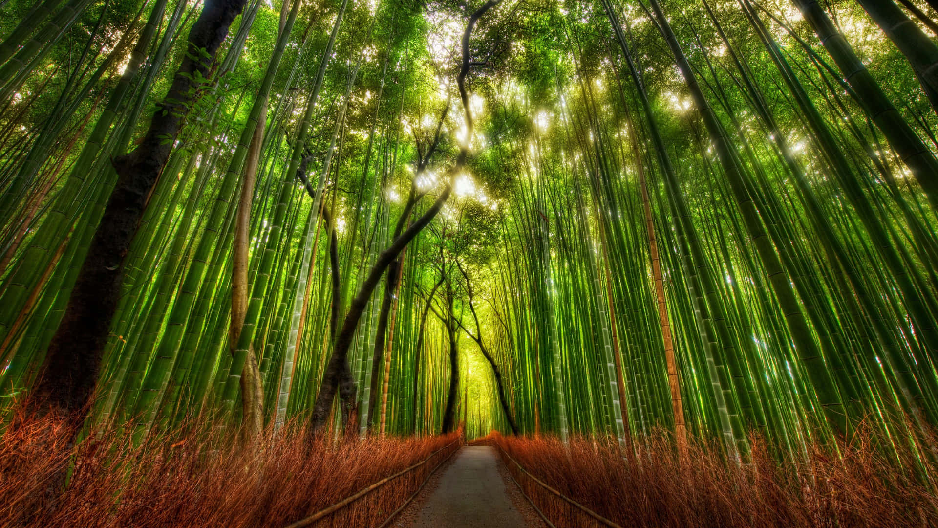 Bamboo Forest Roadway