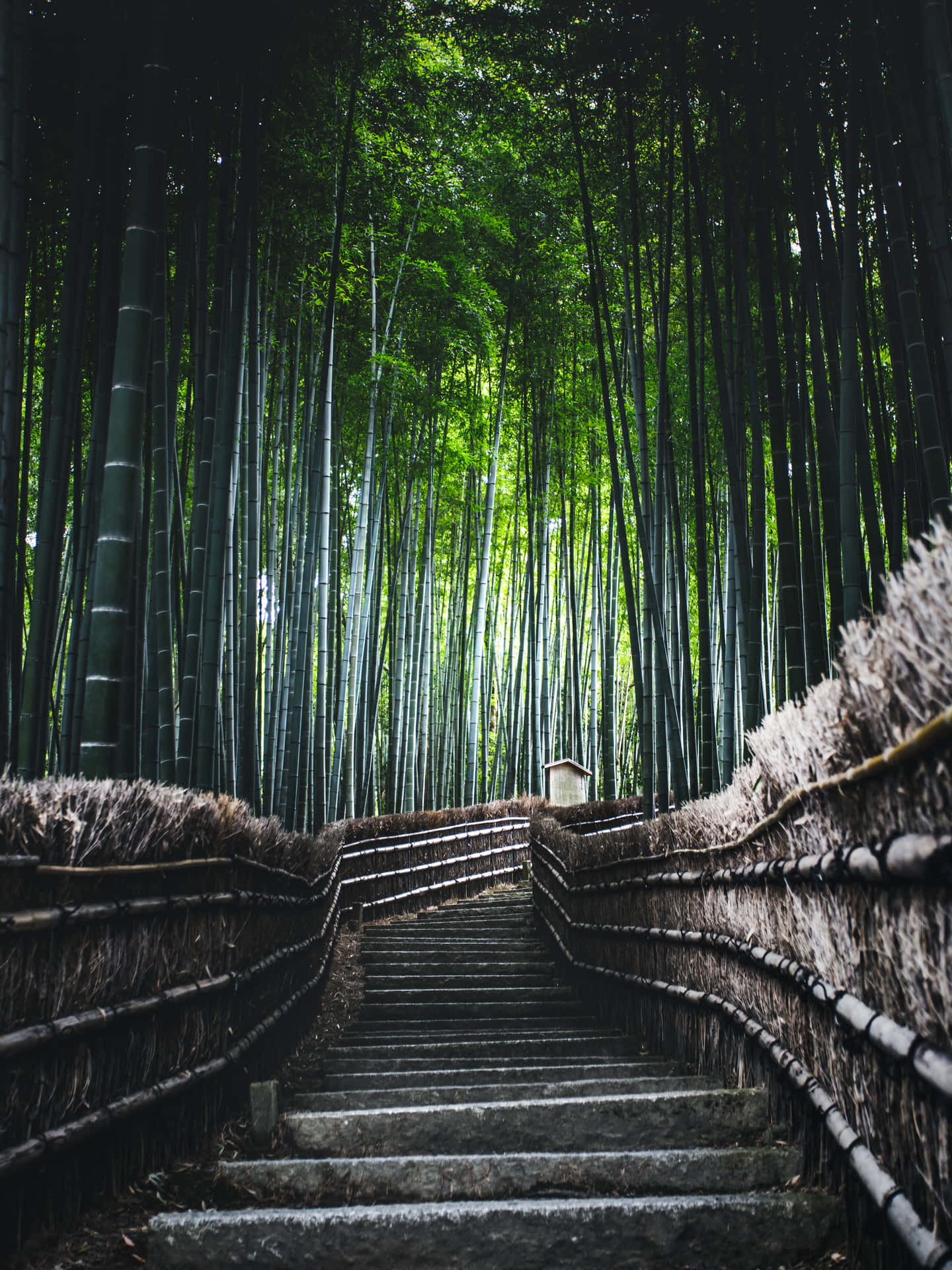 Bamboo Forest Staircase Pathway Background