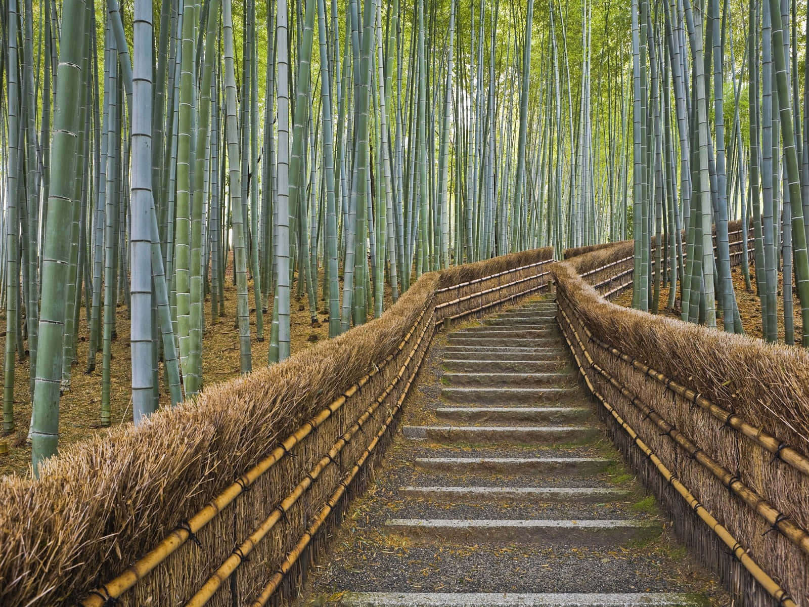 Bamboo Forest Stone Pathway Background