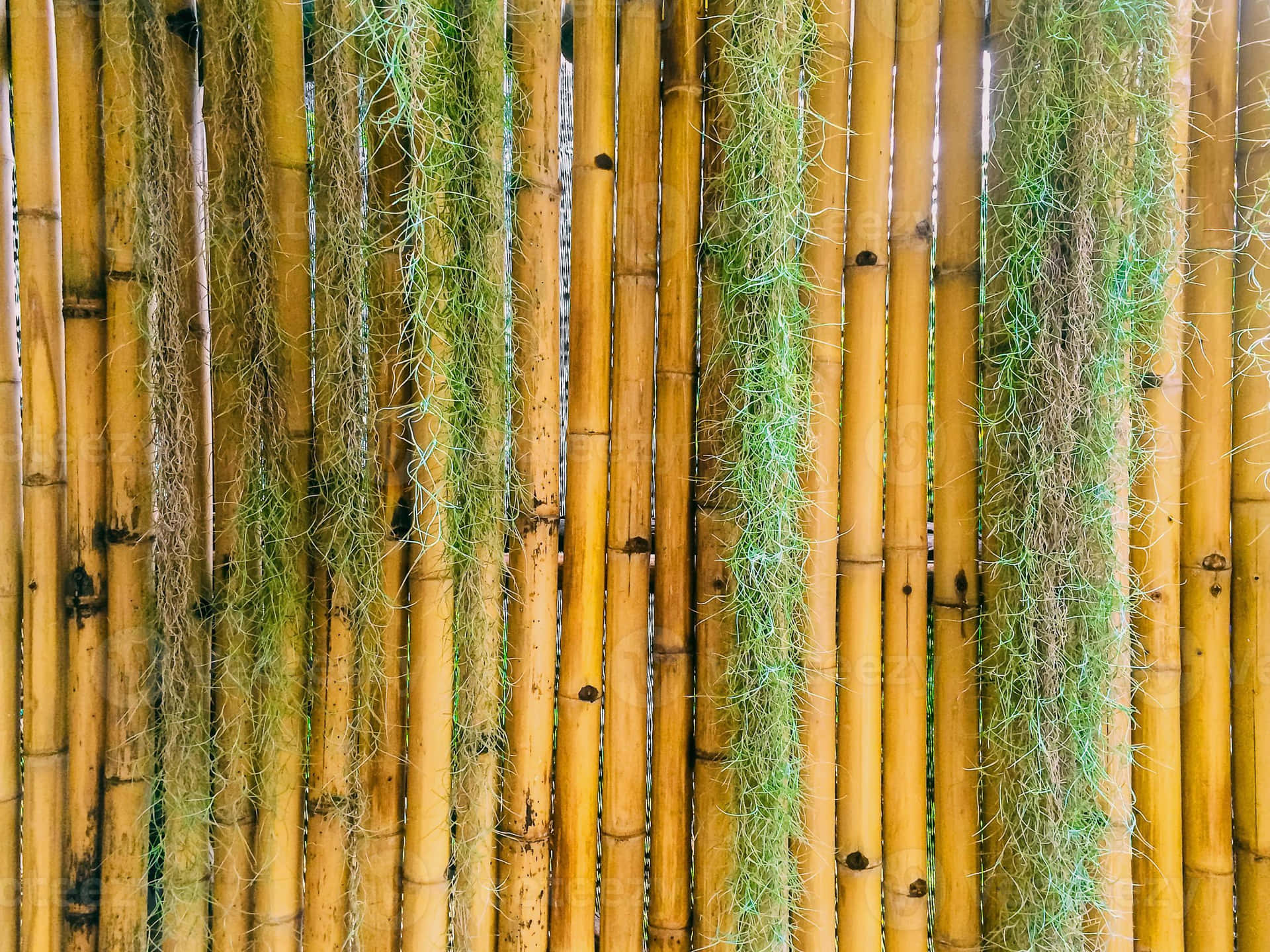 Bamboo Forest Wall Background