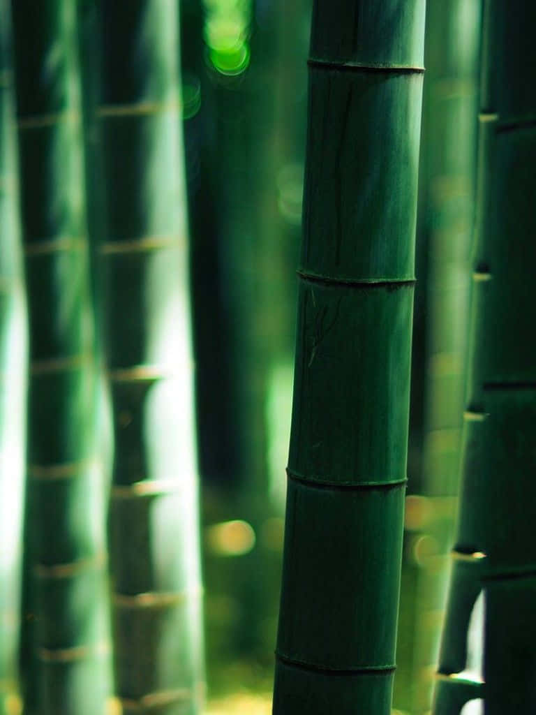 Bamboo Forest Wallpaper - Bamboo Forest Wallpaper Background