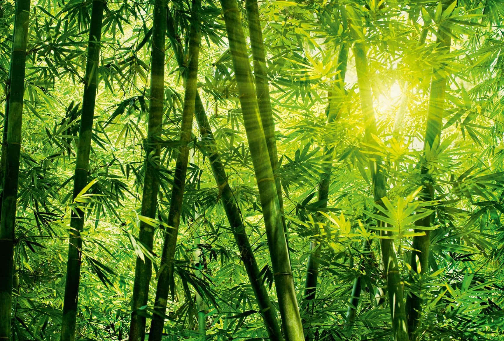 Bamboo Forest With Bright Sun Background