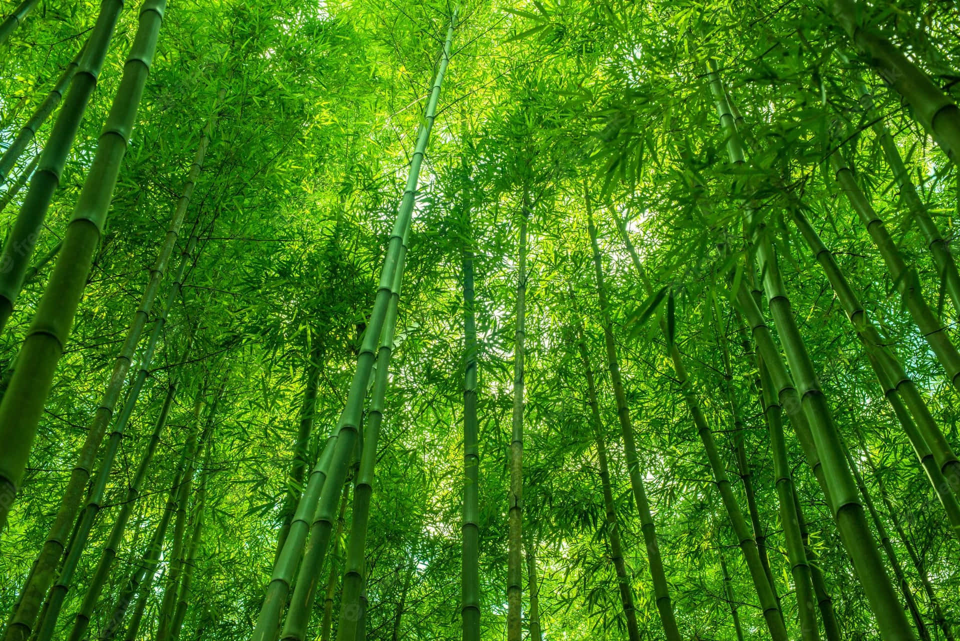 Bamboo Forest With Green Trees And Sunlight Background