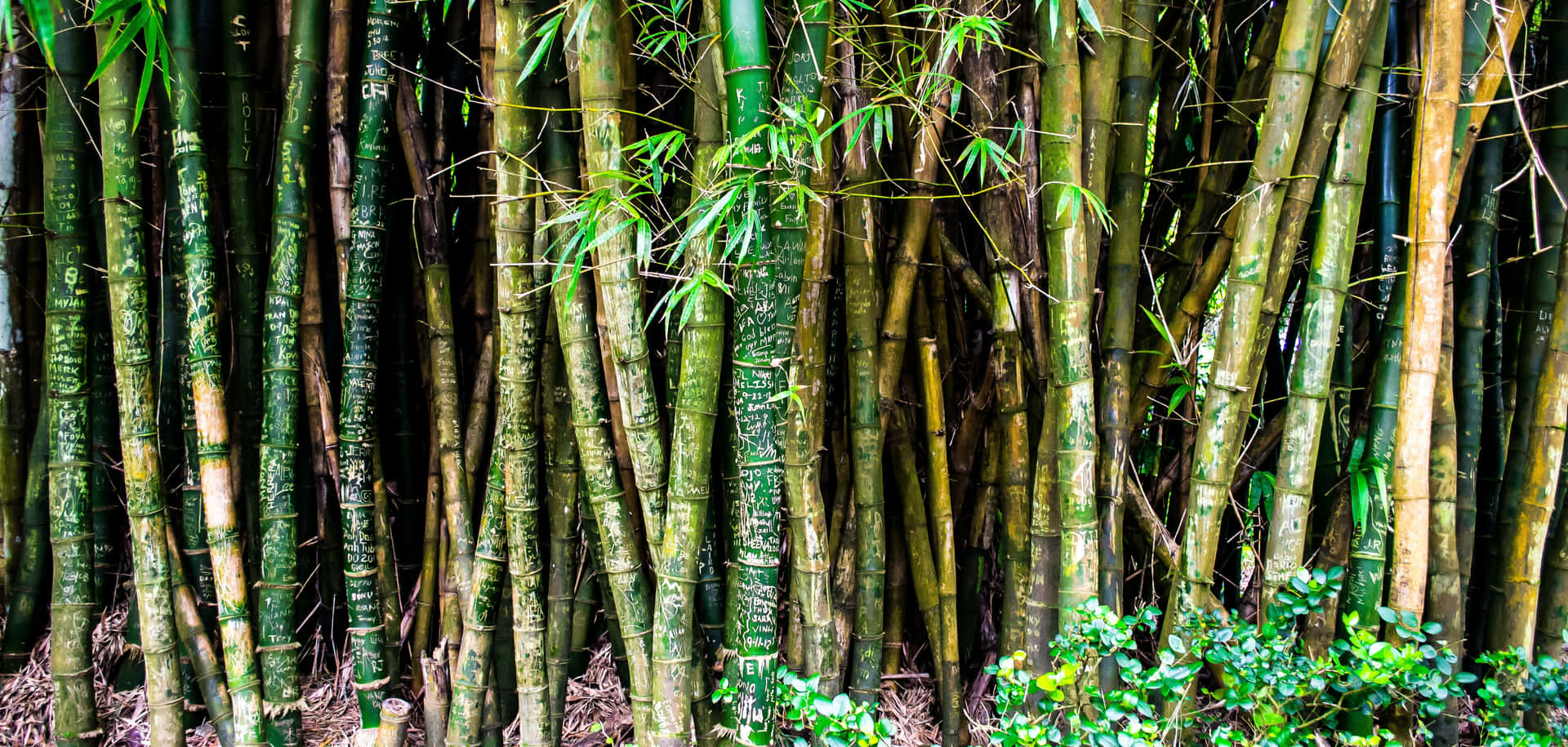 Bamboo Forest With Plants Background
