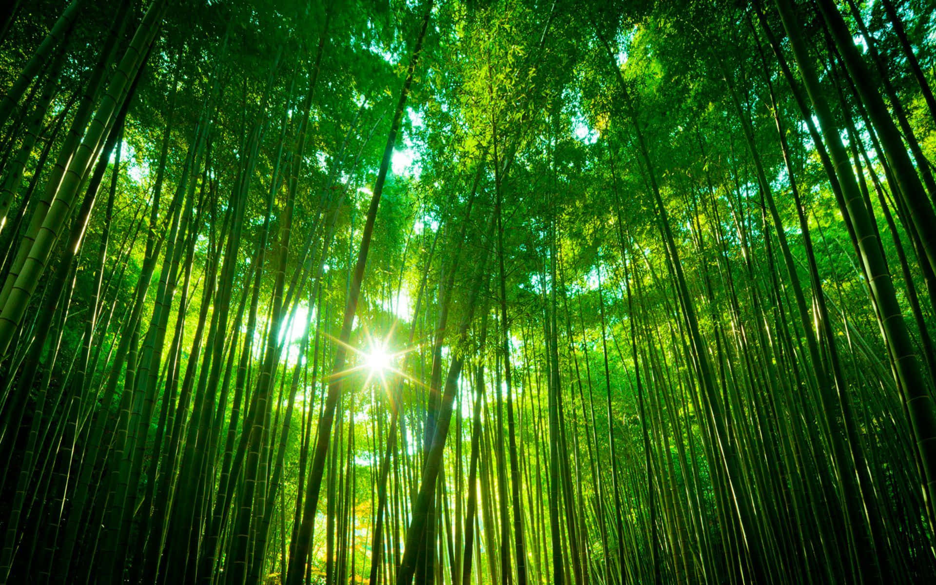 Bamboo Forest With Sunlight Shining Through The Trees