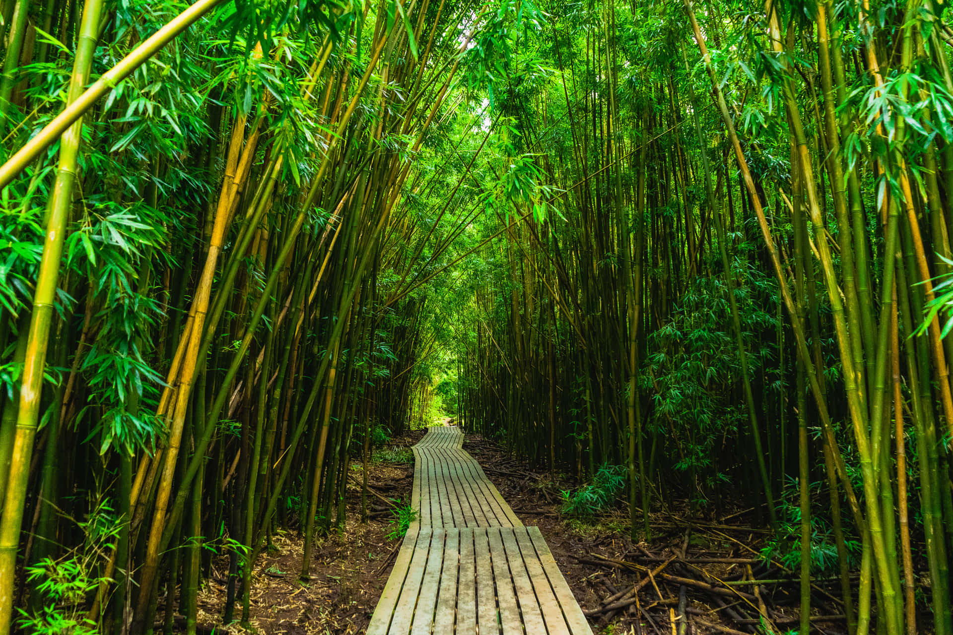 Bamboo Forest Wood Plank Path Background