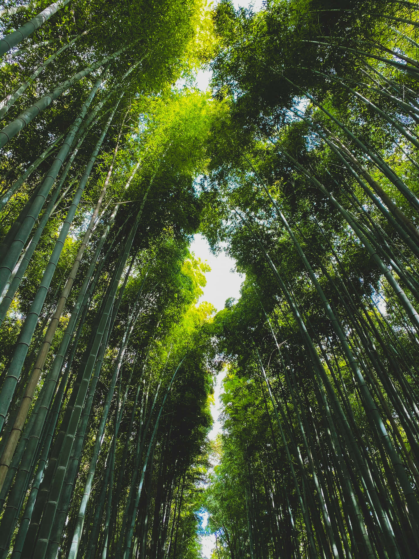 Bamboo Forest Woods Background