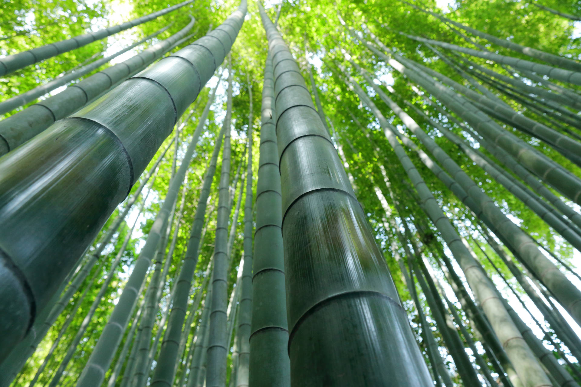 Bamboo Green Forest Background