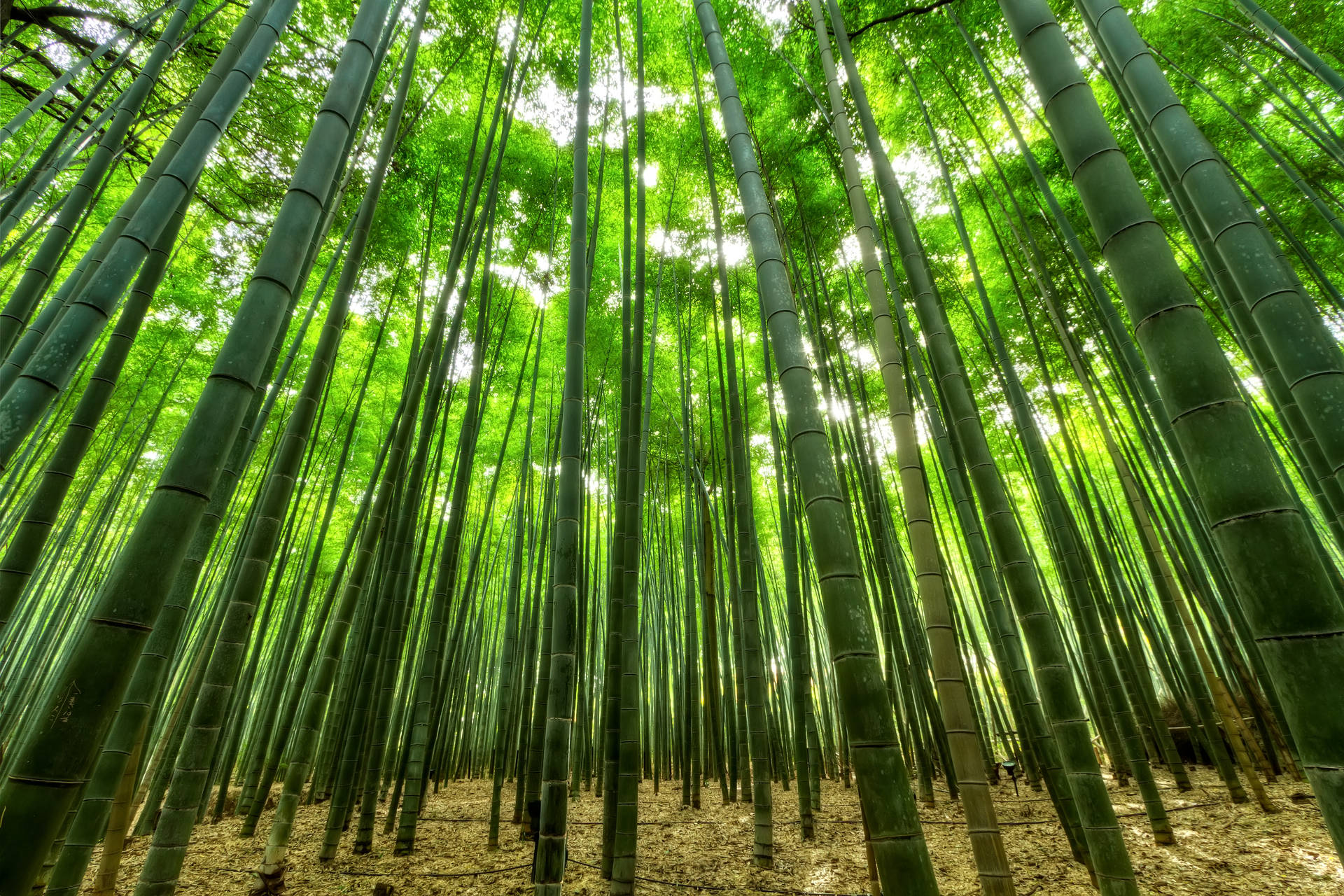 Bamboo Grove Under The Sunlight Background