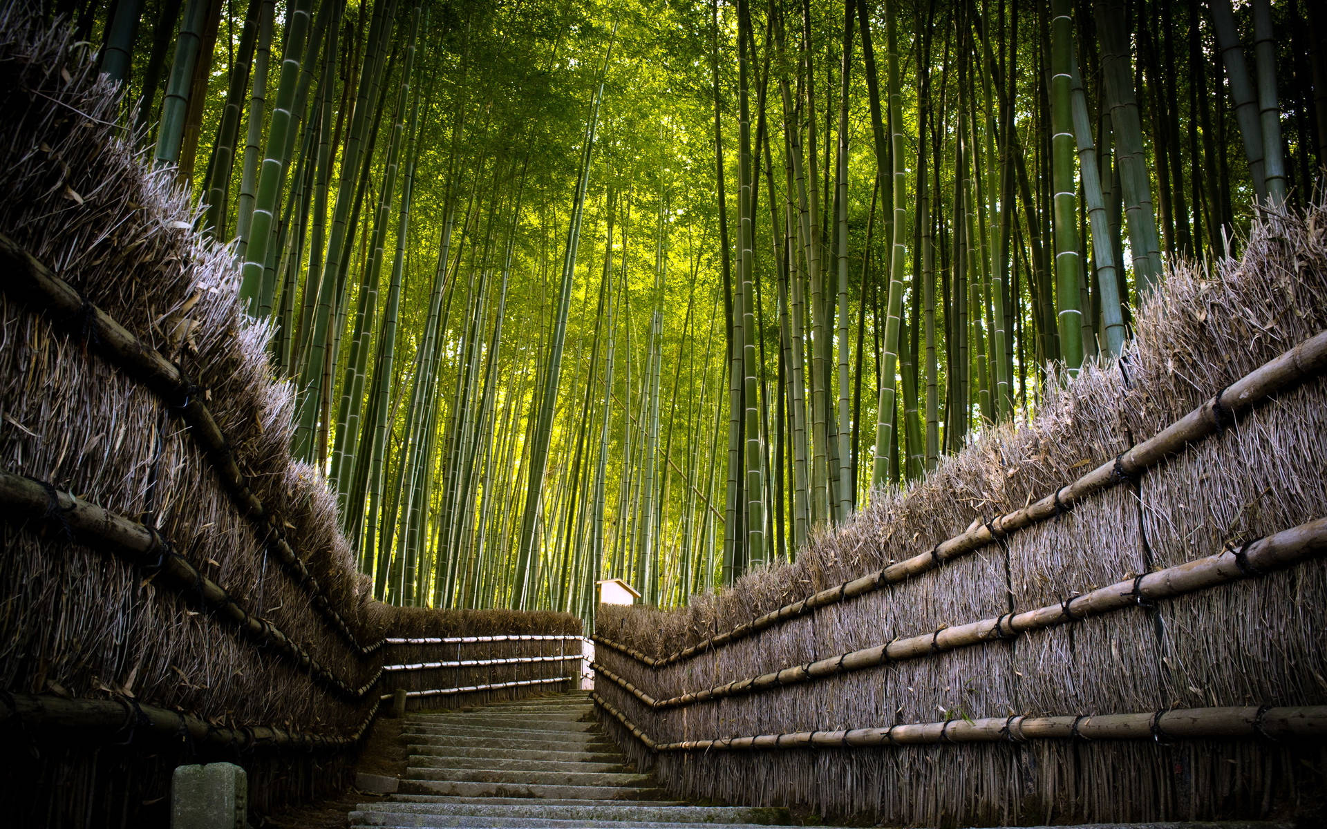 Bamboo Hd Beautiful Forest Park Background