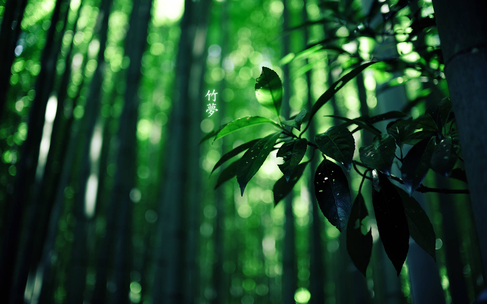 Bamboo Hd Forest Background