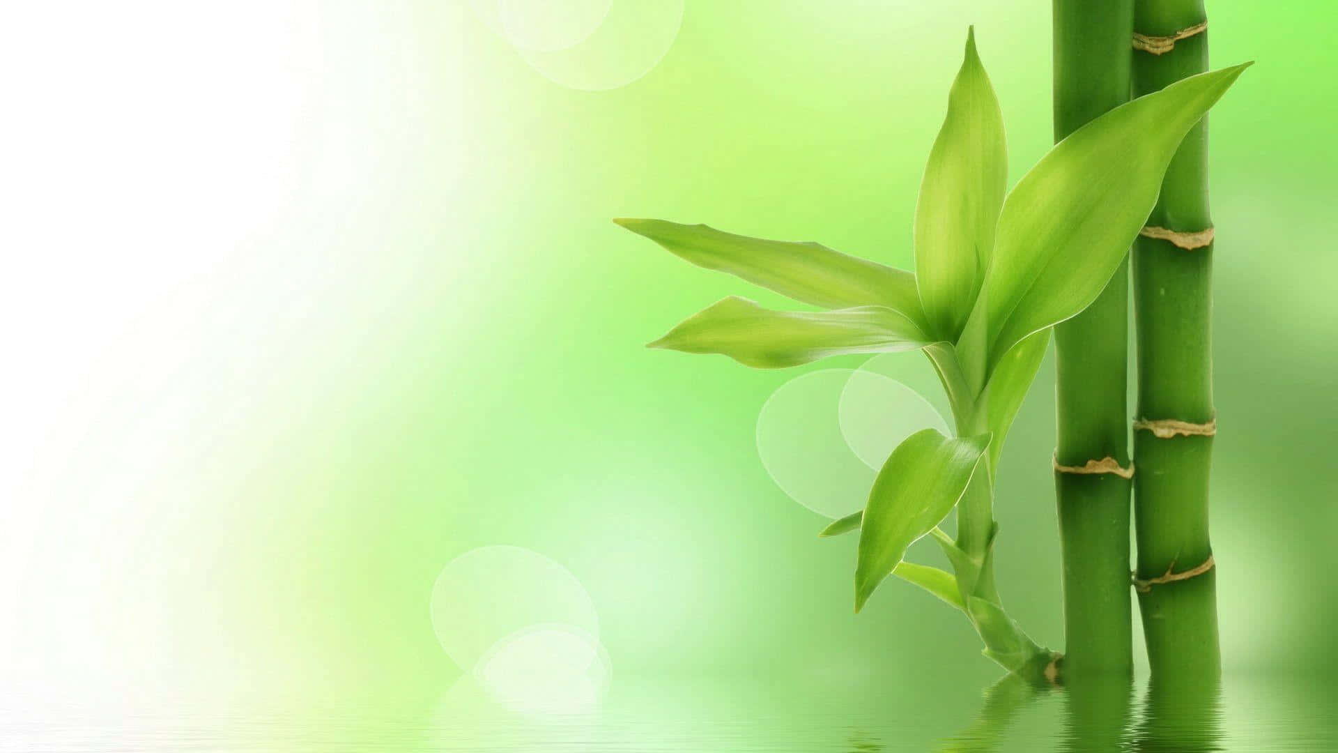 Bamboo Leaves In Water With Reflection