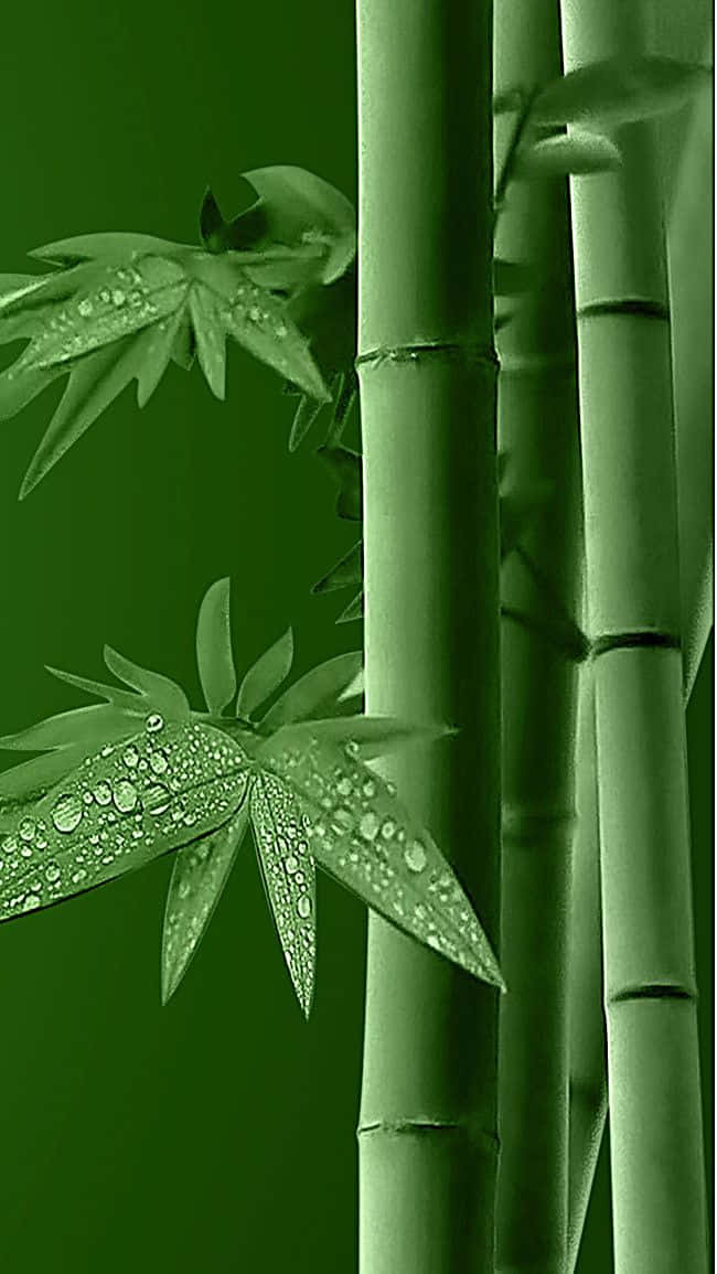 Bamboo Leaves On A Green Background Background