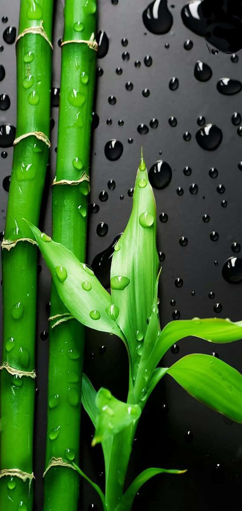 Bamboo Leaves With Water Droplets On A Black Background Background