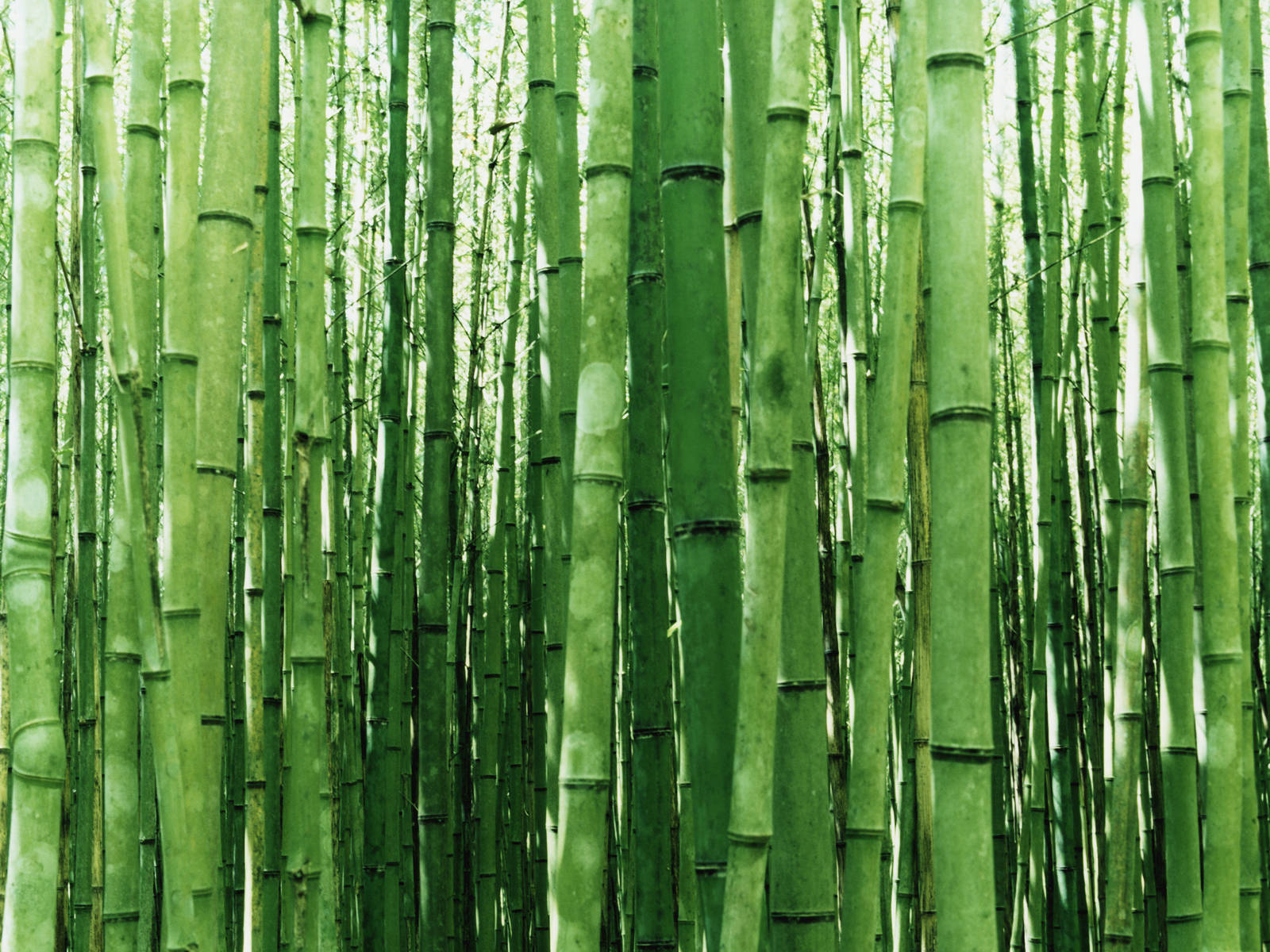 Bamboo Plant Poles Background