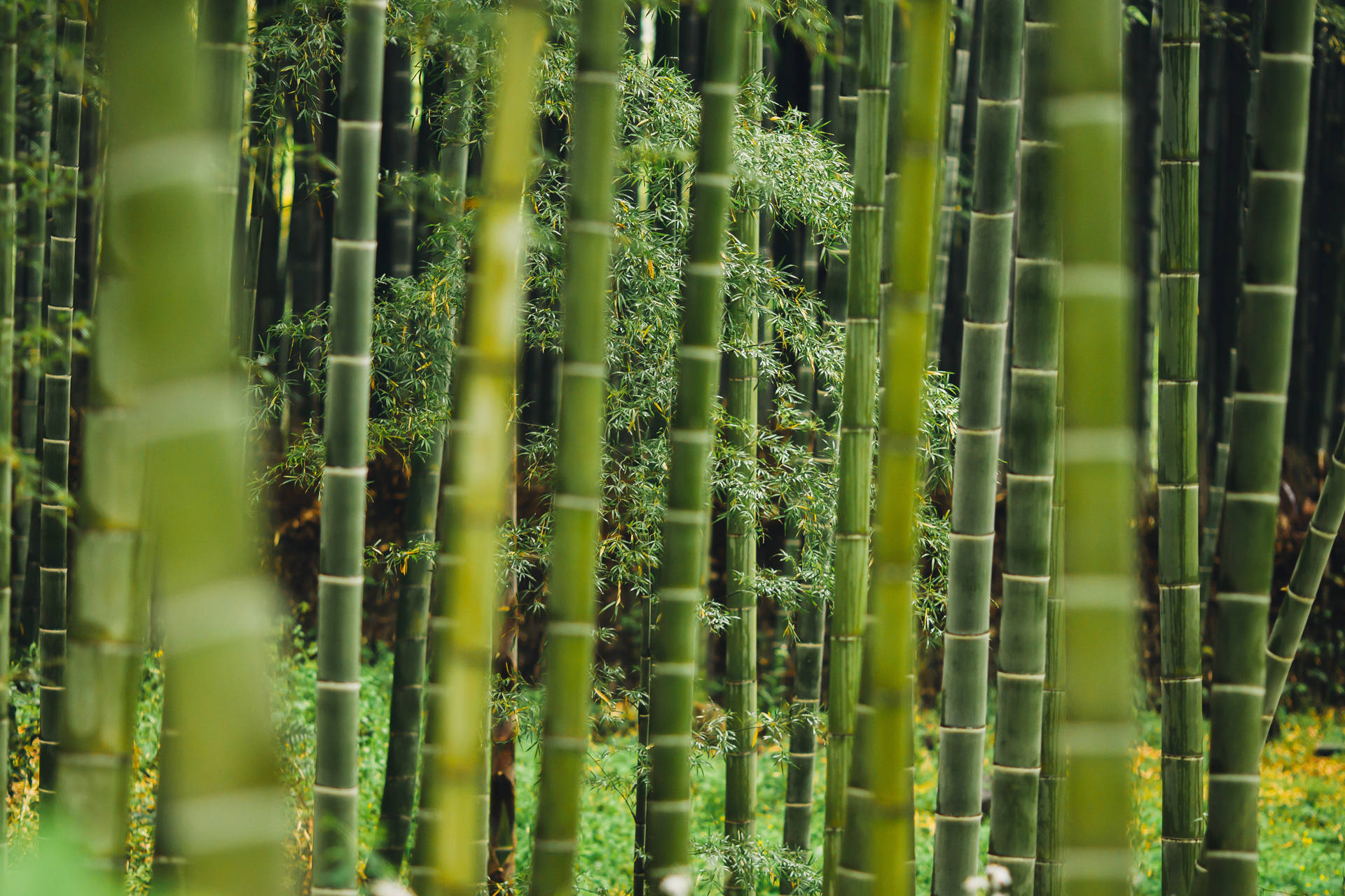 Bamboo Plants And Grass Background