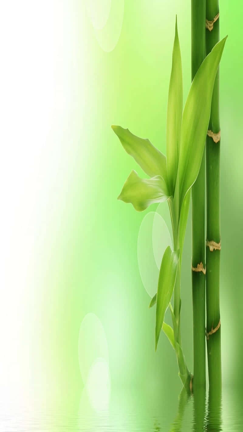 Bamboo Stems In Water With Green Background Background