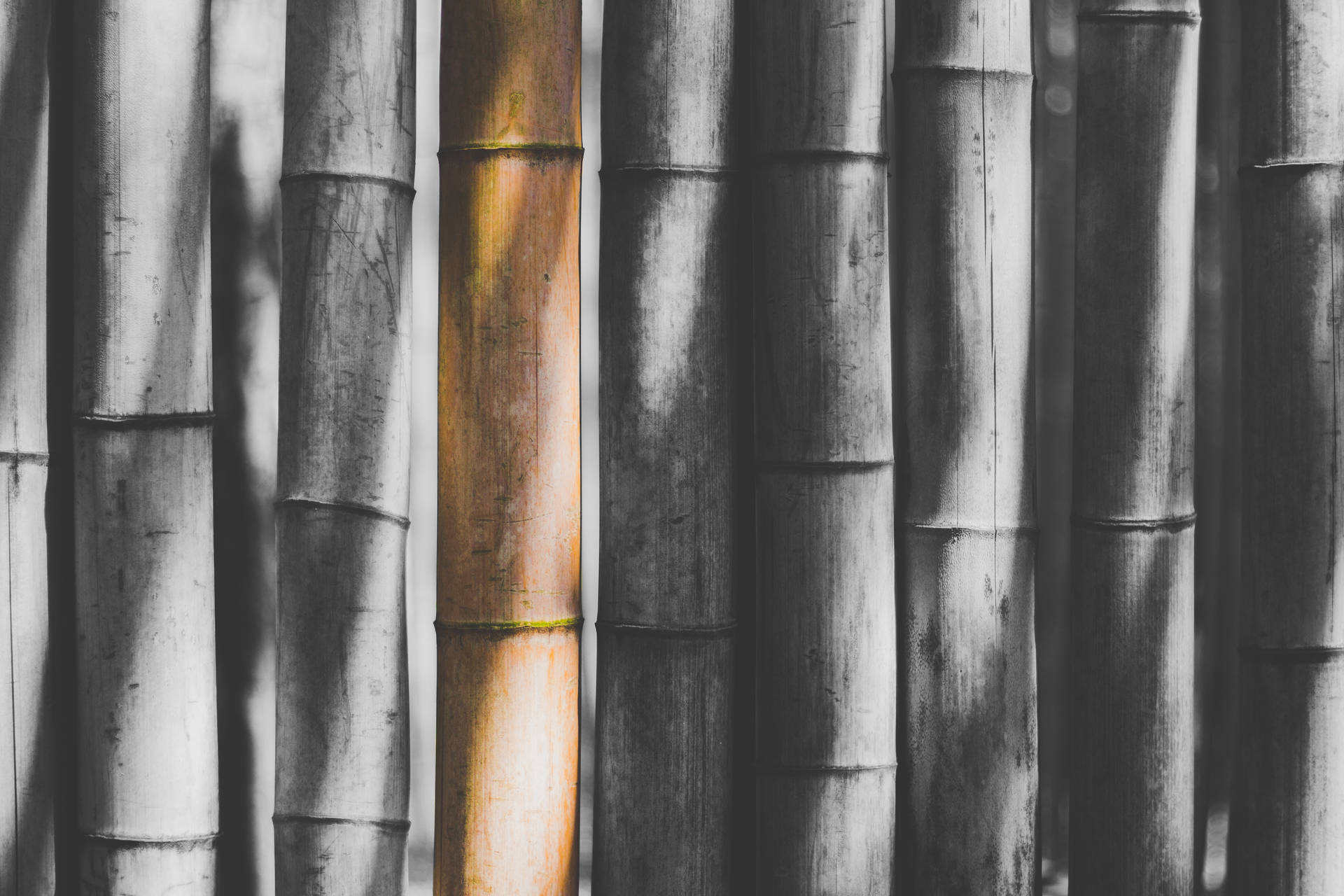 Bamboo Sticks Grayscale Background