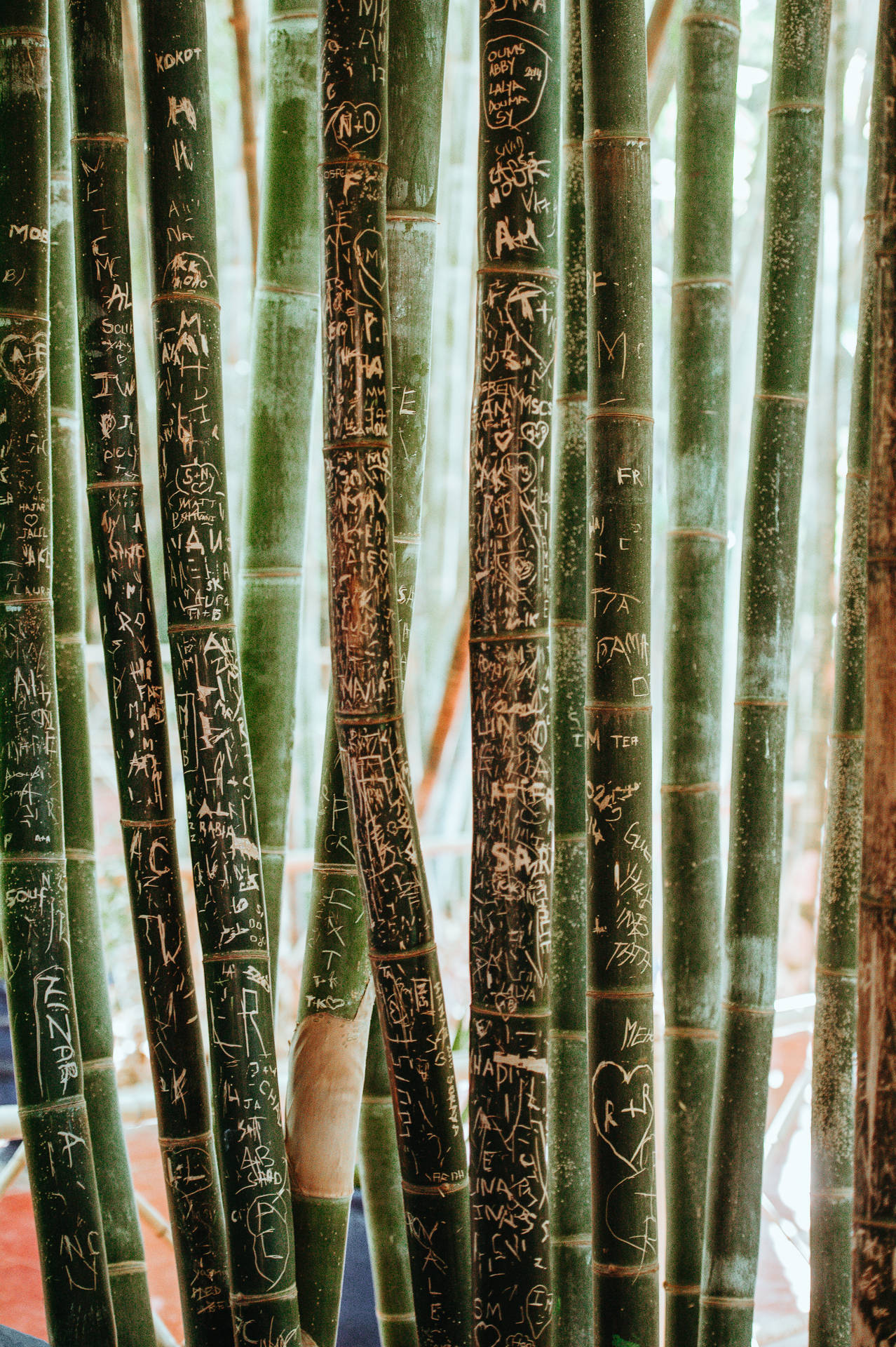 Bamboo Sticks With Text Background