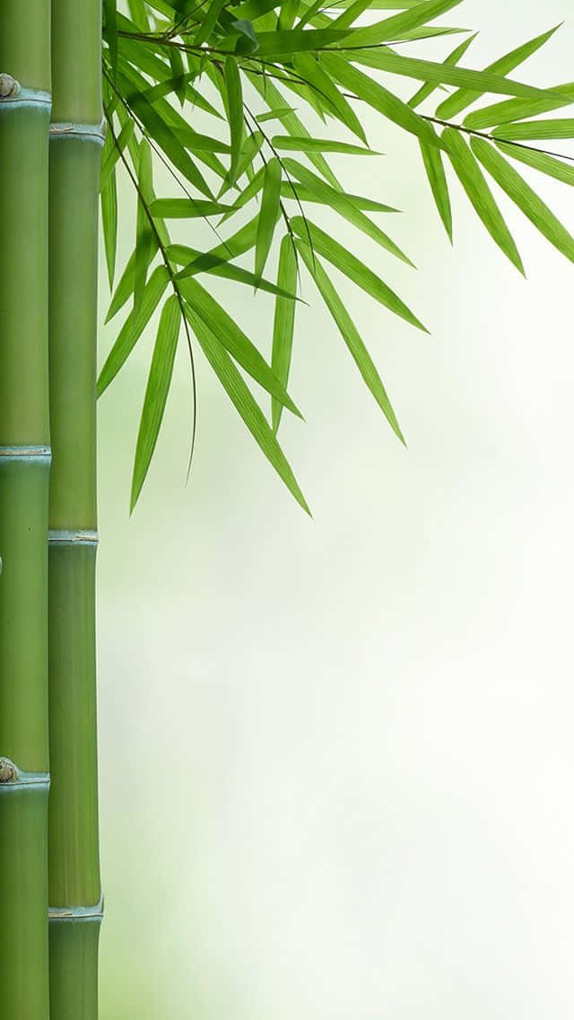 Bamboo Stock Photos, Royalty Free Images Background