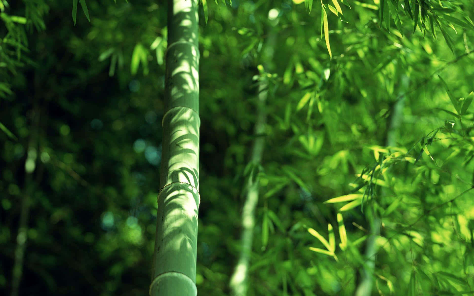 Bamboo Tree In The Forest