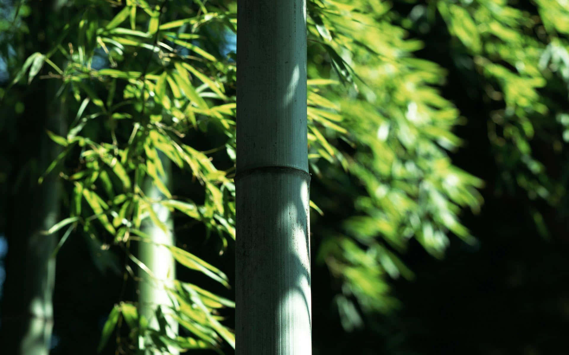 Bamboo Tree In The Forest