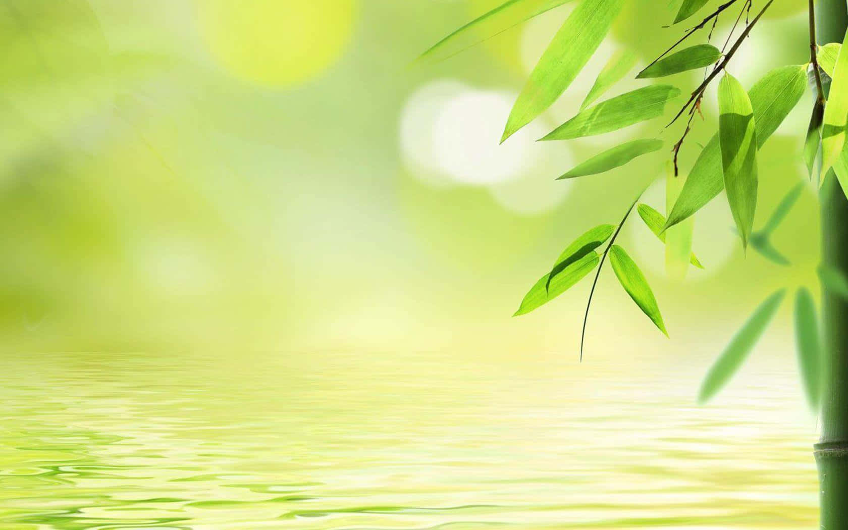 Bamboo Tree In Water With Green Leaves