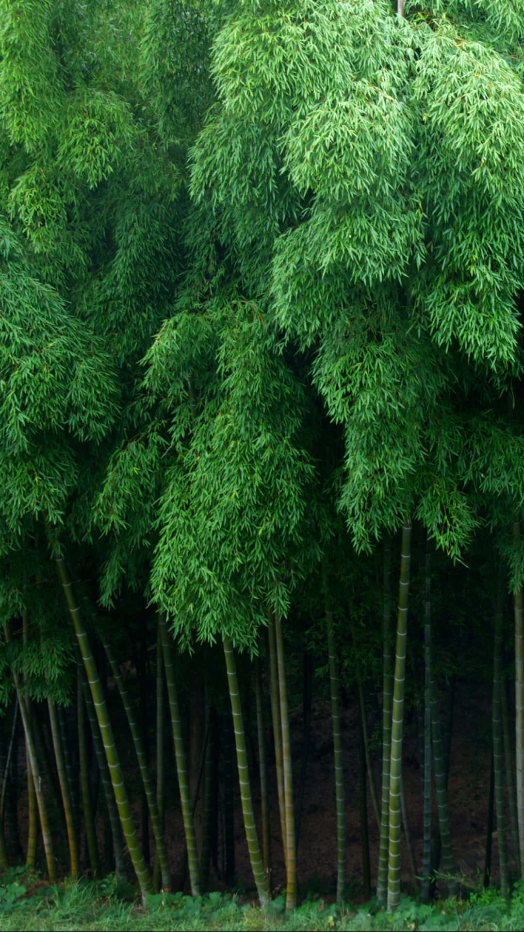 Bamboo Trees In A Forest Background
