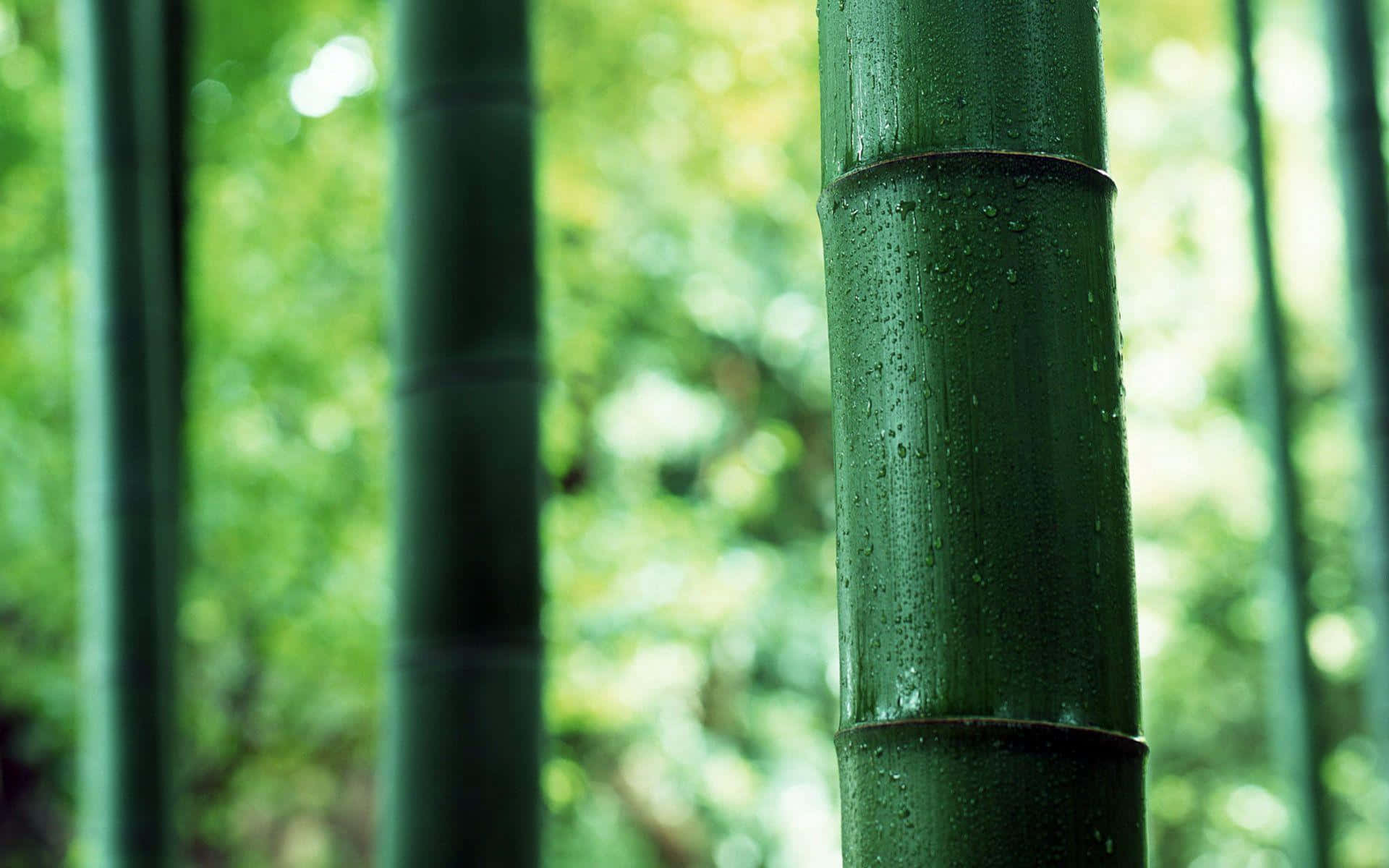 Bamboo Trees In The Forest