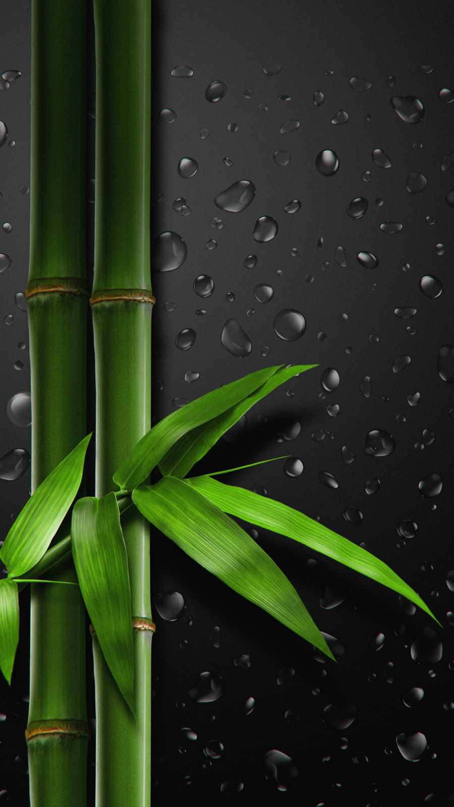 Bamboo Wallpapers - Wallpapers For Desktop Background