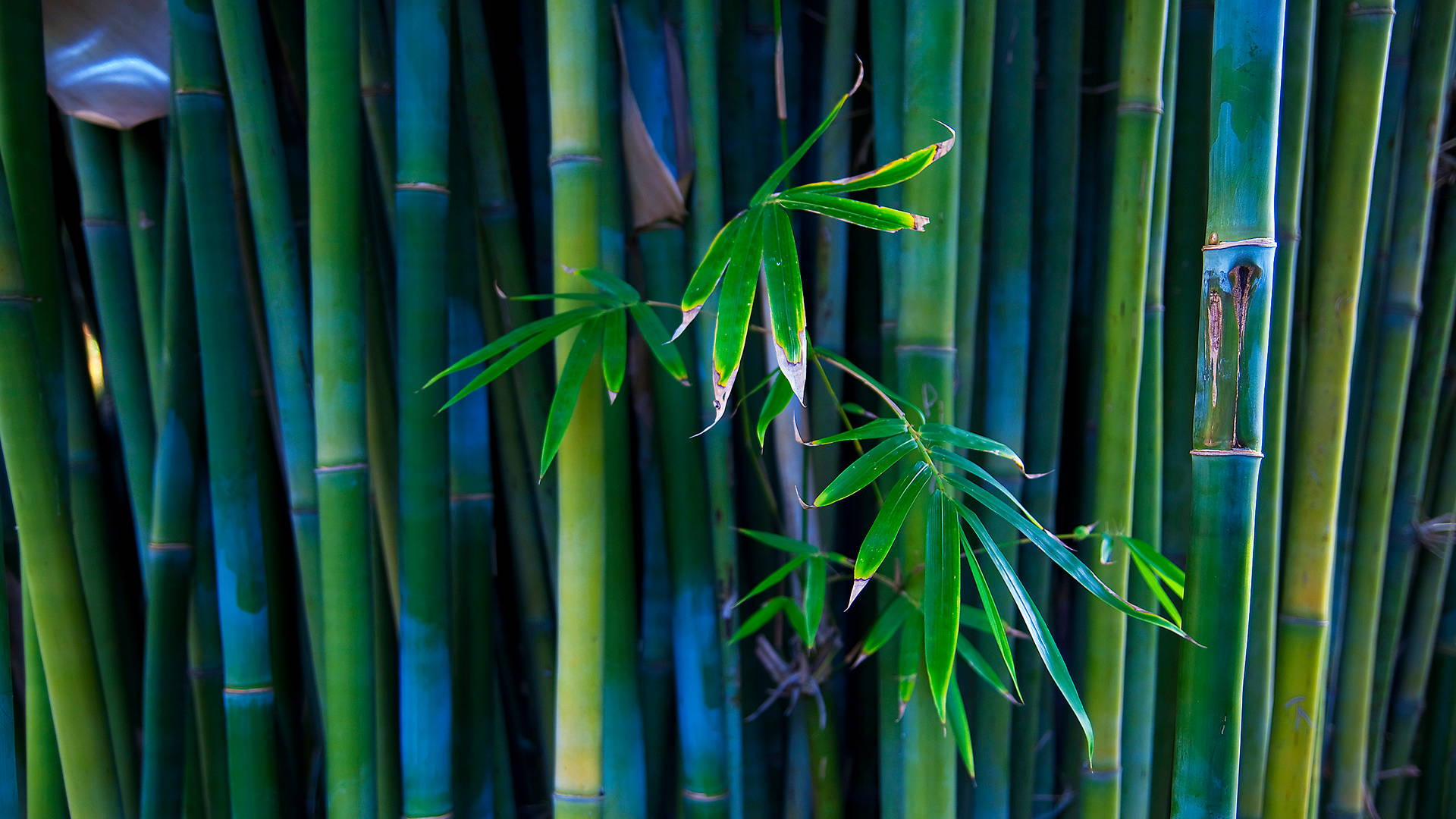 Bamboos With Leaves Background