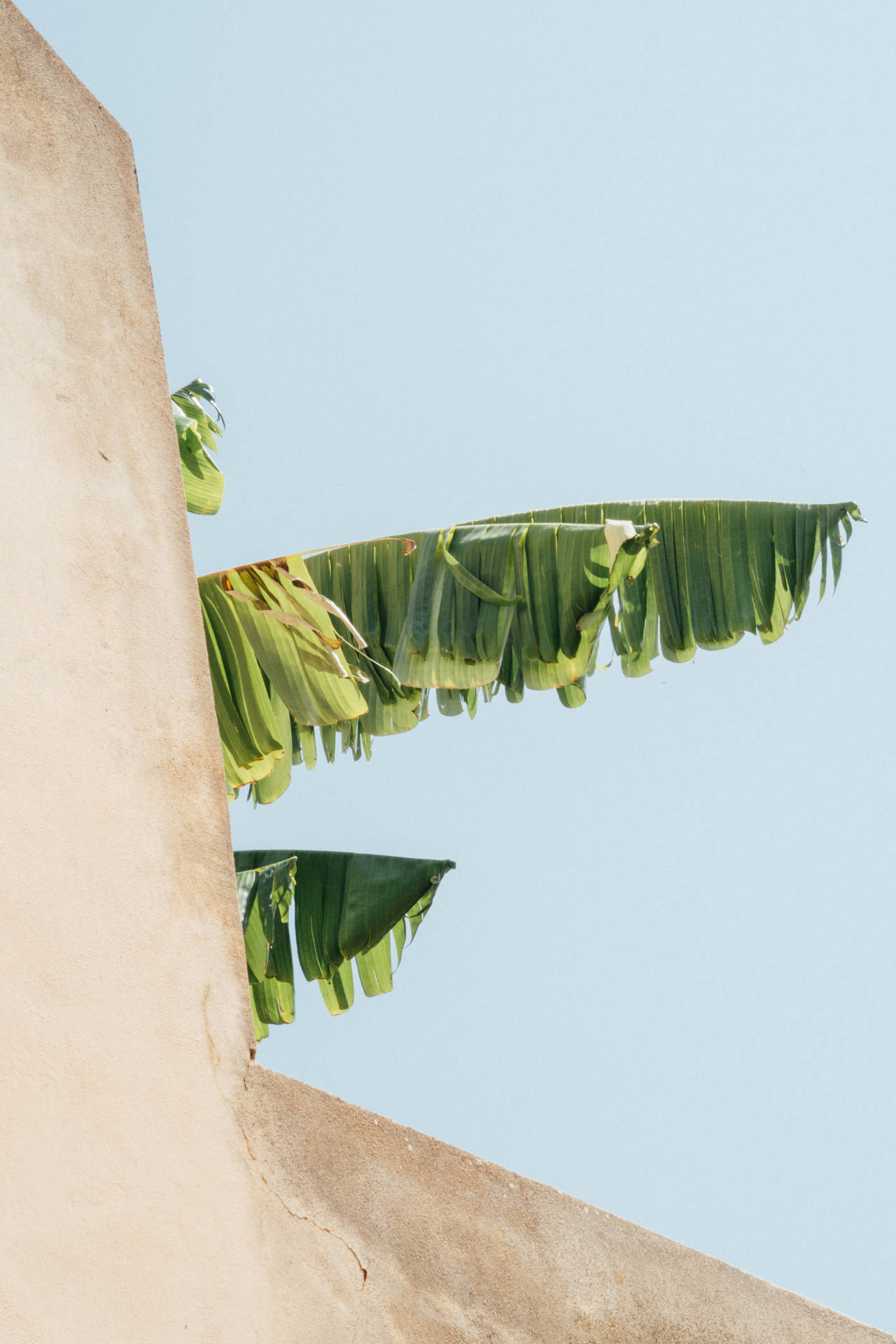 Banana Leaf And Beige Wall