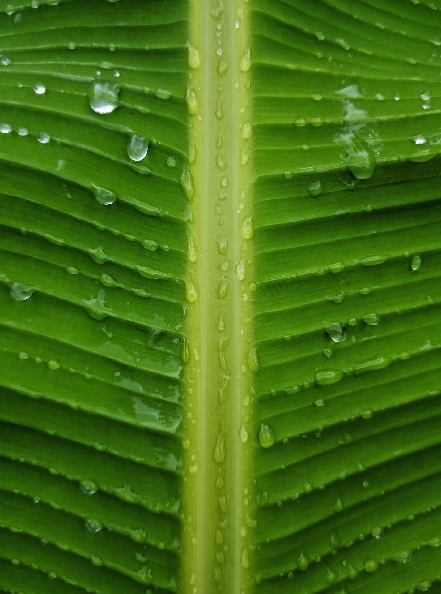Banana Leaf Droplets Close-up Photography Background
