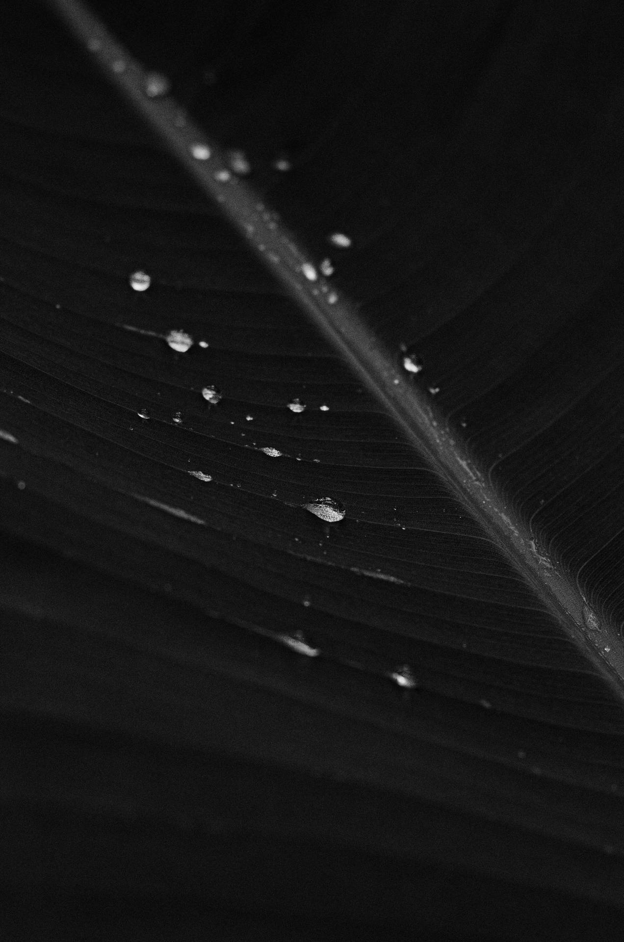Banana Leaf Grayscale Background