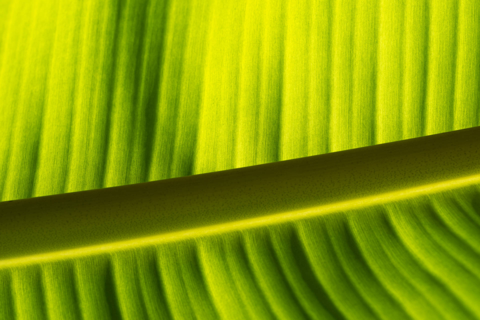 Banana Leaf Green Midrib Background