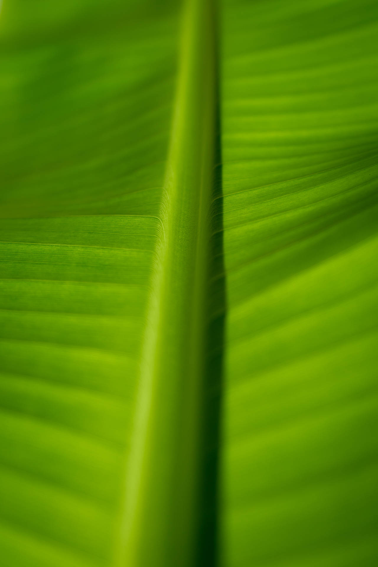 Banana Leaf Macro Photography Background